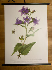 Glockenblume   Rollkarte Schulwandkarte 50 cm x 70 cm