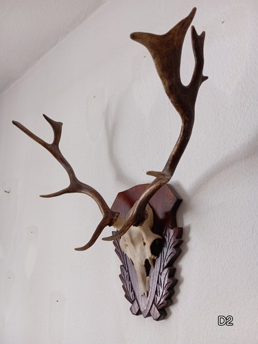 Damhirsch trophäe - ,