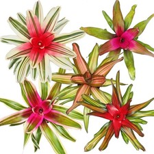 Exotenherz Nestananas -