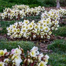 Christrose 'Verboom Beauty', weiß, Topf-Ø 12 cm