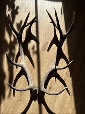 Hirschstange Abwurfstange Rothirsch Geweih Hirschhorn Hirschgeweih Hirschstange