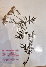 Herbarium mit getrockneten Pflanzen im Ordner