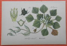 Wassernuss Trapa natans