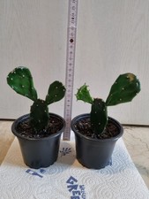 - Opuntia Jamaicensis -