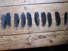 10 x Rabe  Schmuck Feder Tracht Hutgesteck Deko Hut Schmuck