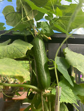 Gurke Oturakköy 10+ Samen