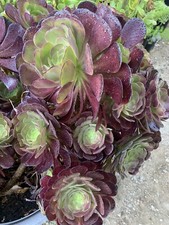 FRESH Cuttings from Aeonium