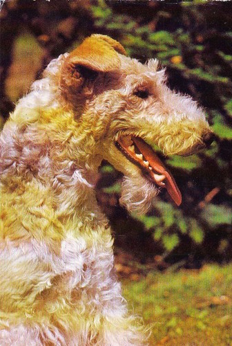 Fox terrier postkarte - ,