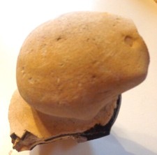 Flint - Feuerstein in Pilzform Rügen  (W955)  Schau mal durch !