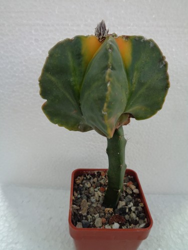 Astrophytum myriostigma kohyo - astrophytum,