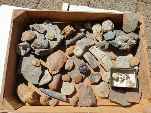 Kiste mit spannenden fossilien - kiste,