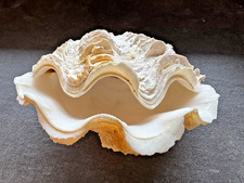 Tridacna Riesenmuschel – 15 cm – beide Hälften – schöne Sammlermuschel / Deko