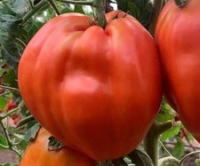 Tomatensamen 12; kanadische Sorte "Giant Heart Climber", aus 2024