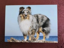 Hundepostkarte ? SHELTIE ? AK HUND 