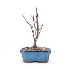 BONSAI Fächer-Ahorn 'Acer