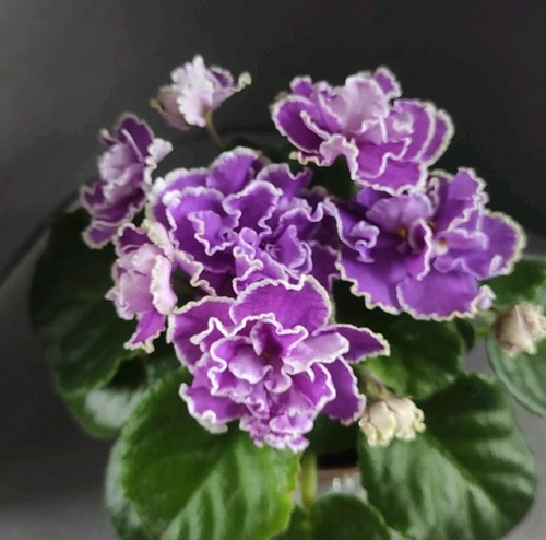 African violet saintpaulia - violet, saintpaulia/