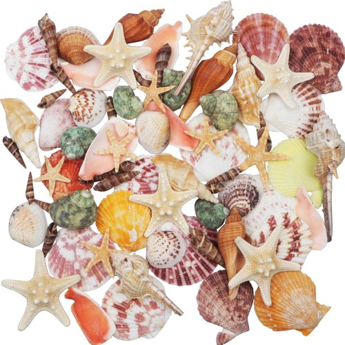 Natürliche muscheln - natürliche,