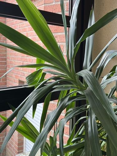 Drachenbaum dracaena - drachenbaum,