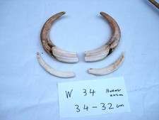 1 Paar Warzenschwein