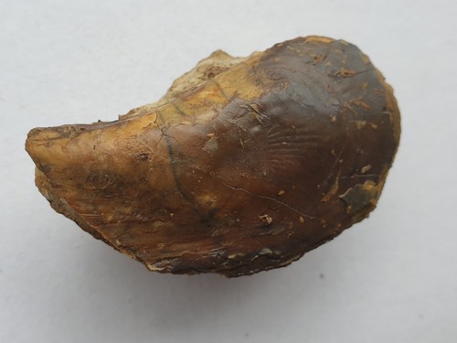 Isognomon isognomoides - ,