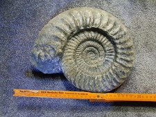 Fossilien, Ammoniten, Ammonit