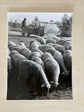 alte Fotos Oldtimer Pressefoto