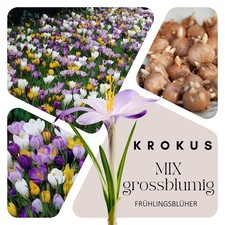 Krokus Zwiebeln (100 Stück)