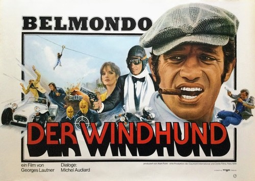 Belmondo der windhund - belmondo:,