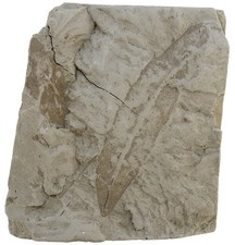 Oligozän  Daphnogene