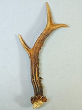 Natural Roe Deer Antler