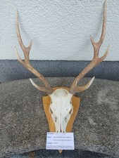 Geweih Sikahirsch Hirschgeweih 8 Ender 45 cm wandfertig
