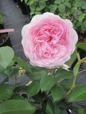 Strauchrose Olivia Rose Austin