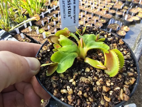 Dionaea muscipula isistus - muscipula, "isistus"
