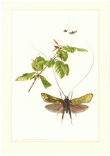 Schmetterlinge (Lepidoptera) oder Falter Langfühlermotte Insekten Farbdruck 1956