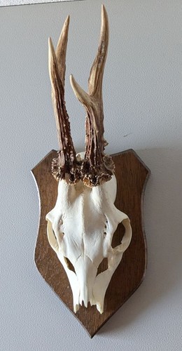 Rehgeweih hornlänge 16cm - ca.,
