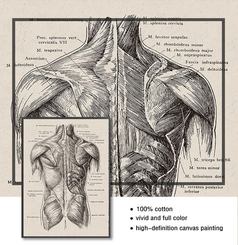 Leinwandbild anatomie muskel - leinwandbild,