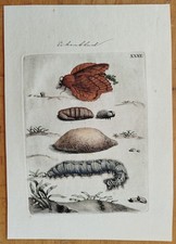 Maria Sibylla Merian