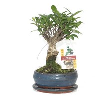 Bonsai Chinesischer Feigenbaum