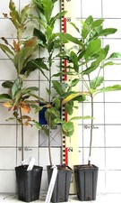 Quercus imbricaria   -   seltene Schindel-Eiche aus den USA     (Pflanze)