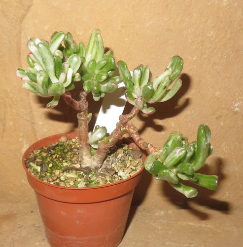 Crassula argentea gollum - crassula,