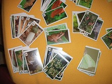 Sammelbilder " Unser Wald " von Edeka 