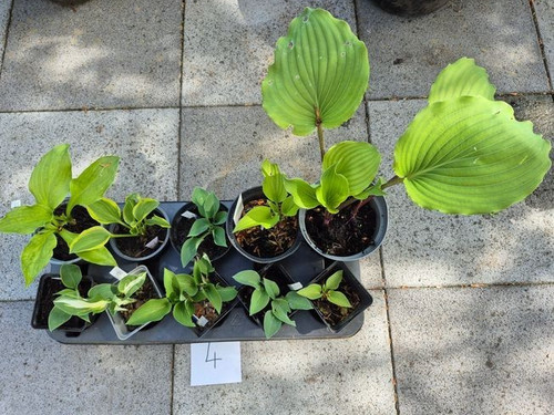 Hosta konvolut 10 - (funkie),