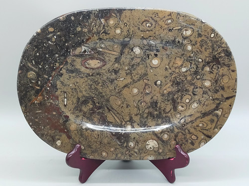 Fossilien servierplatte aus - fossilien,