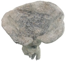 Kreide  Seliscothon verrucosum  Großer Schwamm mit Wurzeln  Höver  W66-2