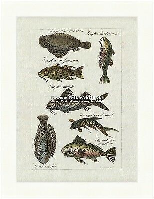 Paradiesfisch meerbarben - paradiesfisch,