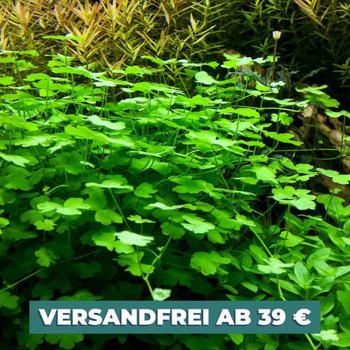 Mini wassernabel hydrocotyle - |,