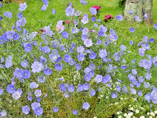 Blumen pflanzen samen des - blumen,