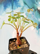 Oxalis megalorrhiza, Altpflanze, Caudex, rar, Bonsai