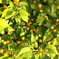 Charapita Chili ? Wildchilli aus Peru teuerste Chilli der Welt ? HOT ?