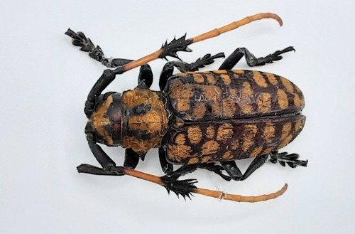 Cerambycidae aristobia - cerambycidae,,